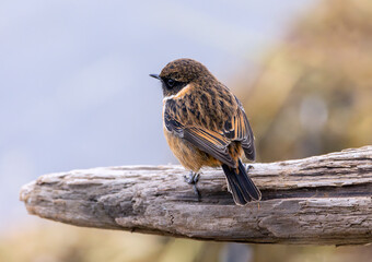 European Stonechat "Saxicola rubicola" perched on wood. Side profile showing male bird dark head feathers. North Bull Island, Dublin, Ireland