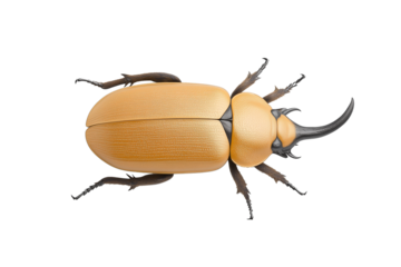 PNG cut out isolated background. A striking Hercules beetle viewed from above, showcasing a smooth golden-brown exoskeleton and powerful, curved black horns.