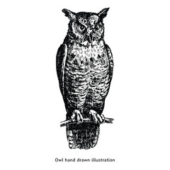 Owl hand drawn illustration. Owl vintage drawing