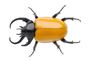 PNG cut out isolated background. A large Hercules beetle displayed from a top view, featuring a glossy orange body and prominent black horns.