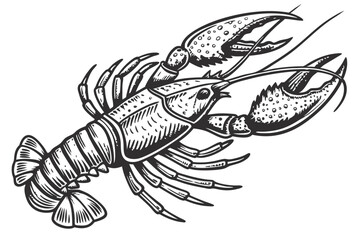 28 Detailed lobster illustration, black and white, engraving style, vintage scientific drawing, anatomical accuracy, symmetrical composition, top view, claws raised, segmented body, fine line work, hi