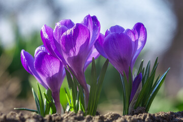 Beautiful blue-purple crocus flowers bloom in early spring