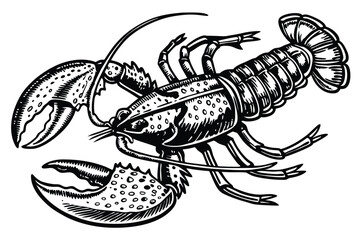 28 Detailed lobster illustration, black and white, engraving style, vintage scientific drawing, anatomical accuracy, symmetrical composition, top view, claws raised, segmented body, fine line work, hi