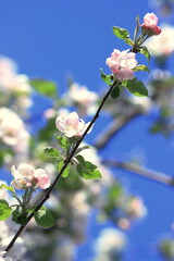 Apple tree blossom
