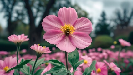 Obraz premium A lush field filled with blooming pink cosmos flowers