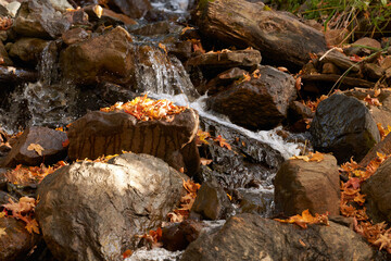 A rapids on a mountain stream with water flowing with splashes and foam on stone blocks covered with fallen leaves. Delightful autumn mountain landscape.