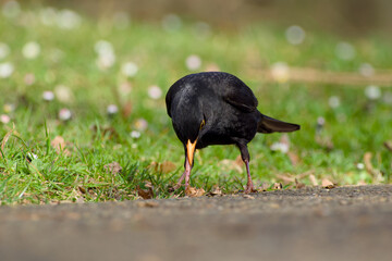 Naklejka premium male common blackbird is catching an earthworm in the ground close-up