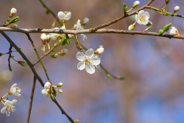 cherry plum blossom on a sunny spring day close-up