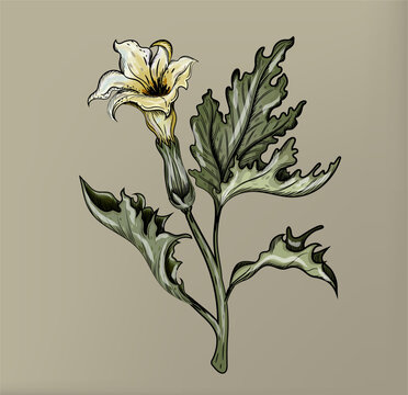 yellow flower plant drawing on beige background clip art preview
