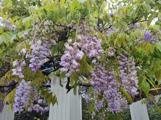 Obraz premium lush, hanging brushes of wisteria flowers, painted in delicate lilac-purple shades. 
