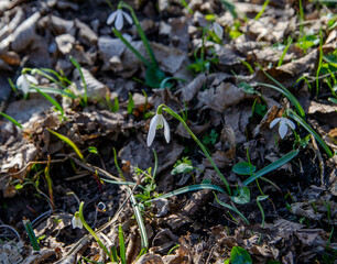 flower of snowdrop in the forest