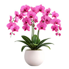 Pink Orchid with White Vase Isolated on Transparent Background