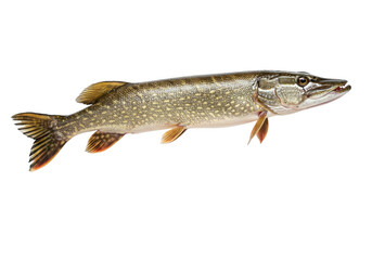 Naklejka premium Northern Pike on transparent background