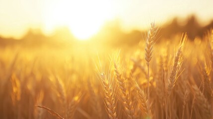 Obraz premium Golden wheat fields swaying in the warm sunlight, creating a tranquil and picturesque rural landscape.