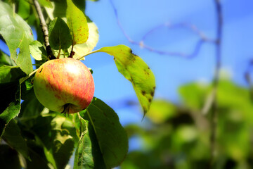 An apple hangs on an apple tree branch