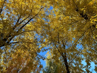 Mellow autumn fall yellow trees in the park.