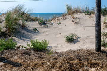 Dunes with beach grass and a barbed wire fence on the North Sea coast