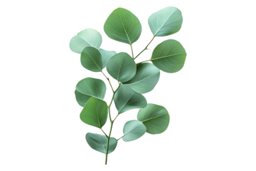 green eucalyptus leaves Isolated on White and Transparent Background PNG Image.