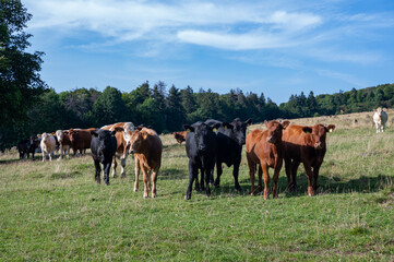 Cows in a pasture