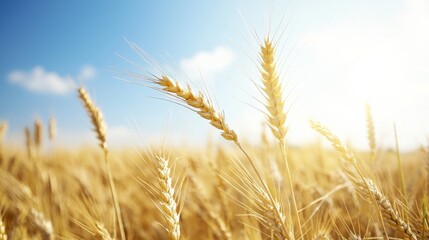 Fototapeta premium A golden wheat field under a bright blue sky, showcasing ripe grain ready for harvest.