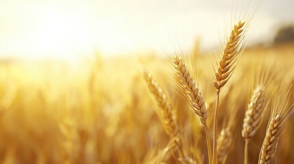 Obraz premium A golden field of wheat sways gently in the sunlight, showcasing nature's abundance and the beauty of agricultural landscapes.