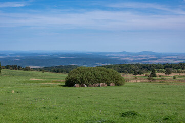 Landscape with green meadow and some trees