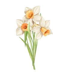 Bouquet of daffodil flowers. Spring hand painted floral illustration
