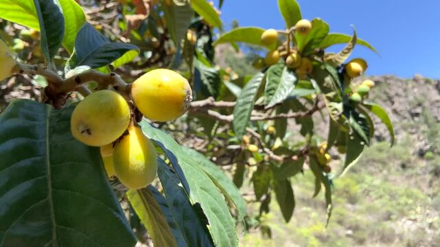 Nispero fruits ripening on the tree, also known as Japanese Loquat or Eriobotrya japonica in in Barranco de Badajoz canyon,Tenerife,Canary Islands,Spain.