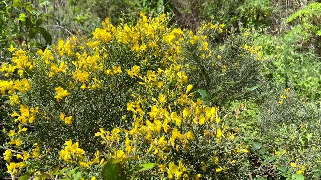 Genista scorpius wild yellow flowers nature background,4K.