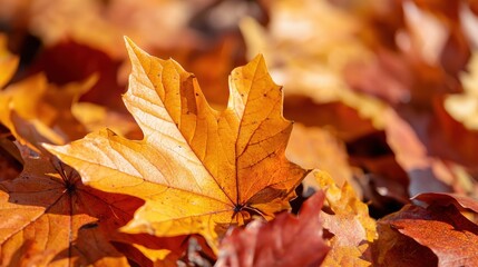 A close-up view of vibrant autumn leaves, showcasing their rich orange and brown hues scattered on the ground.