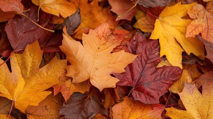 A vibrant collection of autumn leaves in shades of red, orange, and yellow, creating a colorful ground cover.