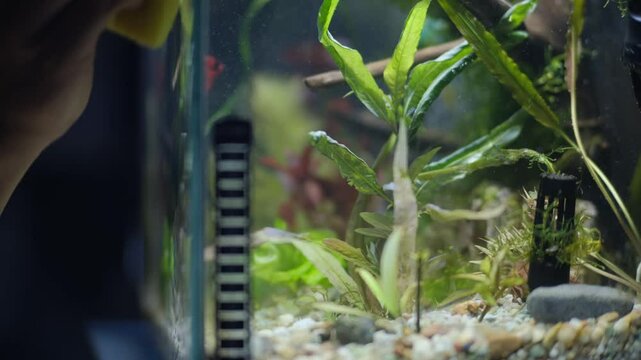 Aquarium service. Cleaning the glass in the aquarium.