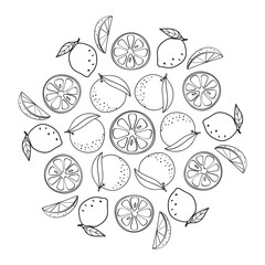 fruits decorative ornament. set of citrus fruits. 