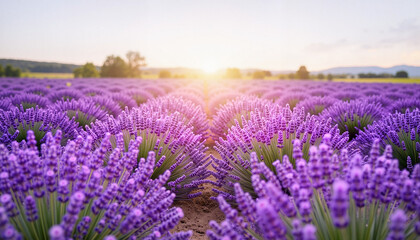 Obraz premium Vibrant lavender field at sunset, serene summer beauty