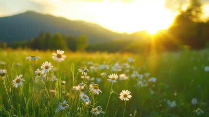 Fototapeta premium A serene meadow filled with blooming daisies under a golden sunset, framed by distant mountains, evoking a sense of peace and natural beauty.