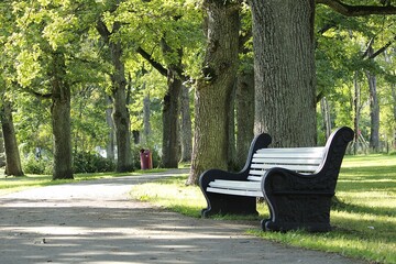 A lonely park bench surrounded by oak trees