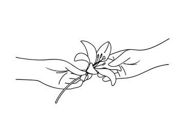 Gentle Hands Carefully Handling Delicate White Lily Flower