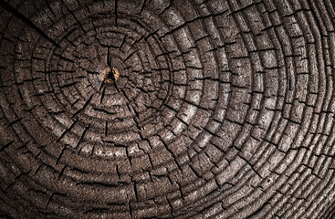 Wood old ash texture of cut tree trunk, close-up. Macro shot. Ash tree.