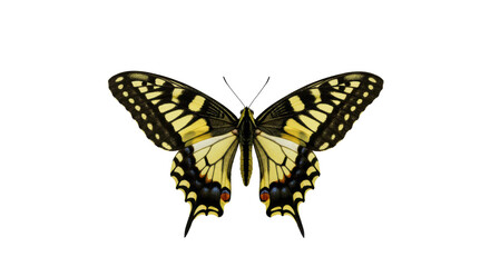 Obraz premium This stunning butterfly displays vibrant yellow and black colors with intricate wing patterns on a transparent background. Isolated on transparent background. PNG