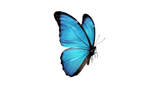 A stunning blue butterfly displays its vibrant wings, featuring intricate patterns and bold hues.  Isolated on transparent background. PNG