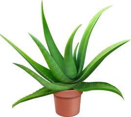 Green aloe vera plant with thick leaves growing in a terracotta pot, isolated vector illustration on white background, useful for beauty, healthcare, pharmaceutical and cosmetic concepts