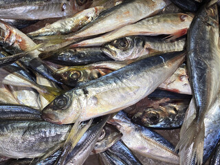 Horse mackerel in a refrigerated counter, close-up. Supermarket. Raw squid, top view.