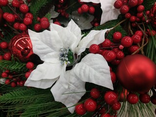 Thanksgiving and christmas background with red poinsettia flower, blue spruce fir and snow covered...