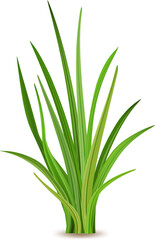 Realistic vector illustration showcasing fresh green grass thriving against a white background, capturing the essence of nature, spring, and vibrant growth in a serene setting