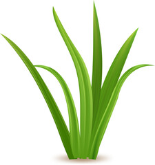 Fresh and vibrant green grass blades are reaching upwards, creating a lively and refreshing scene of nature's growth and vitality against a clean white backdrop