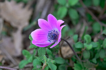 Wild Pink Anemone Coronaria in Full Bloom. Striking close-up of a pink Anemone coronaria flower with detailed center, blooming in its natural outdoor habitat during spring.

