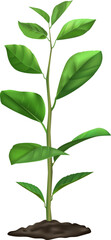 Realistic vector illustration of a young plant growing in the ground, showing green leaves and a stem, isolated on a white background, representing growth, nature, and new life
