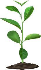 Realistic depiction of plant growth stages, featuring a young sprout emerging from the soil, showcasing vibrant green leaves and a healthy stem against a clean white background