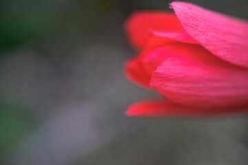 Red Anemone Coronaria Flower in Spring Nature. Close-up of a vibrant red Anemone coronaria blooming in a green meadow, symbolizing springtime and natural beauty in the wild.


