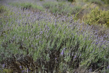 Campo de lavanda